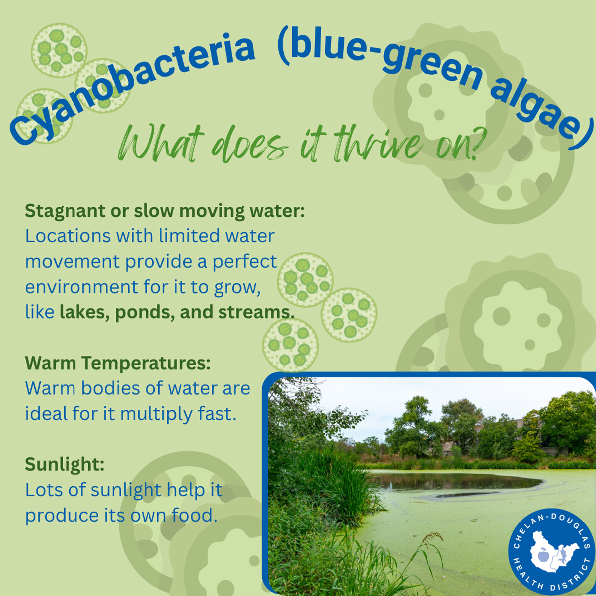 Cyanobacteria